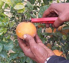 Harvesting